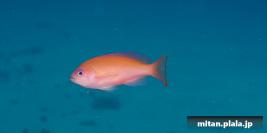 2014-09-13 けらま(海)