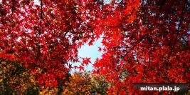 2014-11-23 小石川植物園、六義園