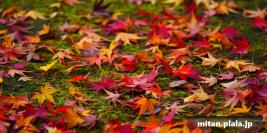 2014-11-30 小石川後楽園