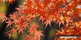 2014-12-06 新宿御苑