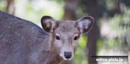 2015-01-18 夢見ヶ崎公園