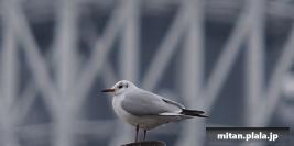 2015-02-07 隅田川