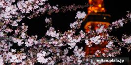 2015-03-02 東京タワー