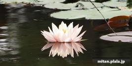 2015-05-23 神代植物園