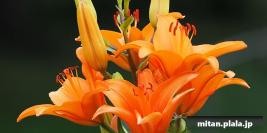 2015-06-06 祖師谷公園