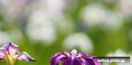 2015-06-20 江戸川