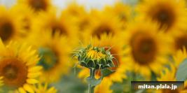 2015-08-16 座間ひまわりまつり