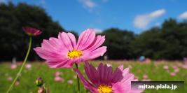 2015-09-20 昭和記念公園