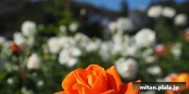 2015-10-12 生田緑地、ばら苑