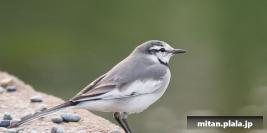 2015-11-21 旧芝離宮恩賜公園、浜離宮庭園