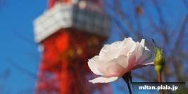 2015-12-09 芝公園