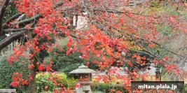 2015-12-11 有栖川宮記念公園