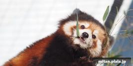 2016-01-16 夢見ヶ崎動物園