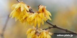 2016-01-30 府中郷土の森博物館
