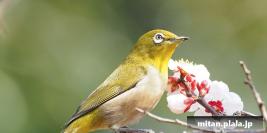 2016-02-28 東京港野鳥公園