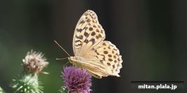 2016-09-25 国営武蔵丘陵森林公園