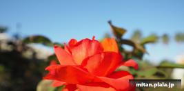 2016-10-15 谷津バラ園、谷津干潟