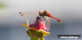 2016-10-23 京成バラ園