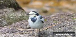 2016-10-30 光が丘公園