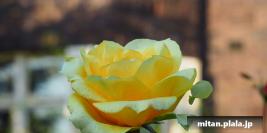 2016-11-22 飛鳥山公園、旧古河庭園