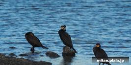 2016-12-10 東京港野鳥公園