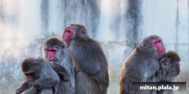 2017-01-21 横浜ズーラシア