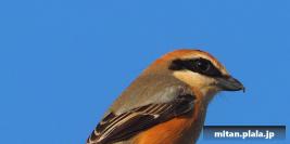 2017-01-28 多摩川