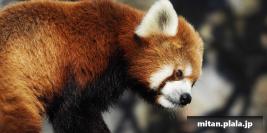 2017-02-04 野毛山動物園