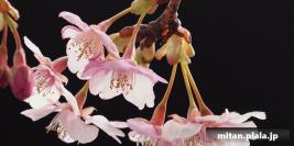 2017-02-11 善福寺公園、井之頭公園