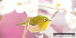 2017-02-19 湯島天神、上野公園