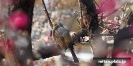 2017-02-26 偕楽園、水戸