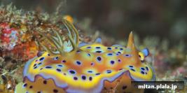 2017-03-17 けらま(海)