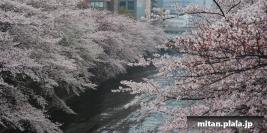 2017-04-08 目黒川