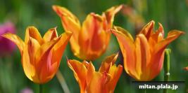 2017-05-05 夢の島～新木場