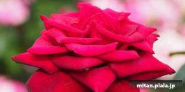 2017-05-28 谷津ばら園、谷津干潟