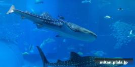 2017-09-16 美ら海水族館