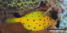 2017-09-19 けらま(海)