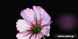 2017-10-01 昭和記念公園