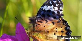 2017-11-03 横浜イングリッシュガーデン