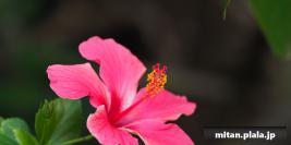 2017-12-23 けらま(陸)