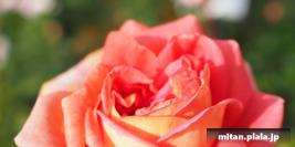 2018-11-10 谷津バラ園、干潟