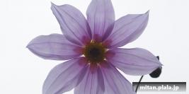 2018-11-18 殿ヶ谷戸庭園、都立武蔵国分寺公園