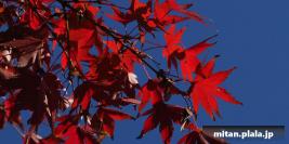 2018-11-25 小石川後楽園、皇居