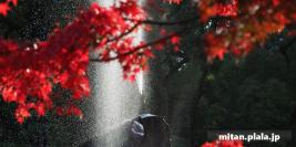 2018-12-01 日比谷公園、大手町、旧芝離宮恩賜庭園