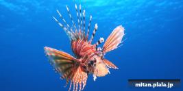 2018-12-30 けらま(海)