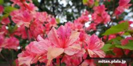 2019-04-28 小石川植物園