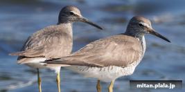 2019-07-28 東京港野鳥公園