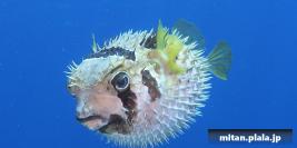 2019-09-07 けらま