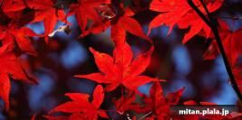 2019-12-08 上野公園