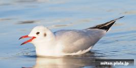 2019-12-14 蒲田、平和島